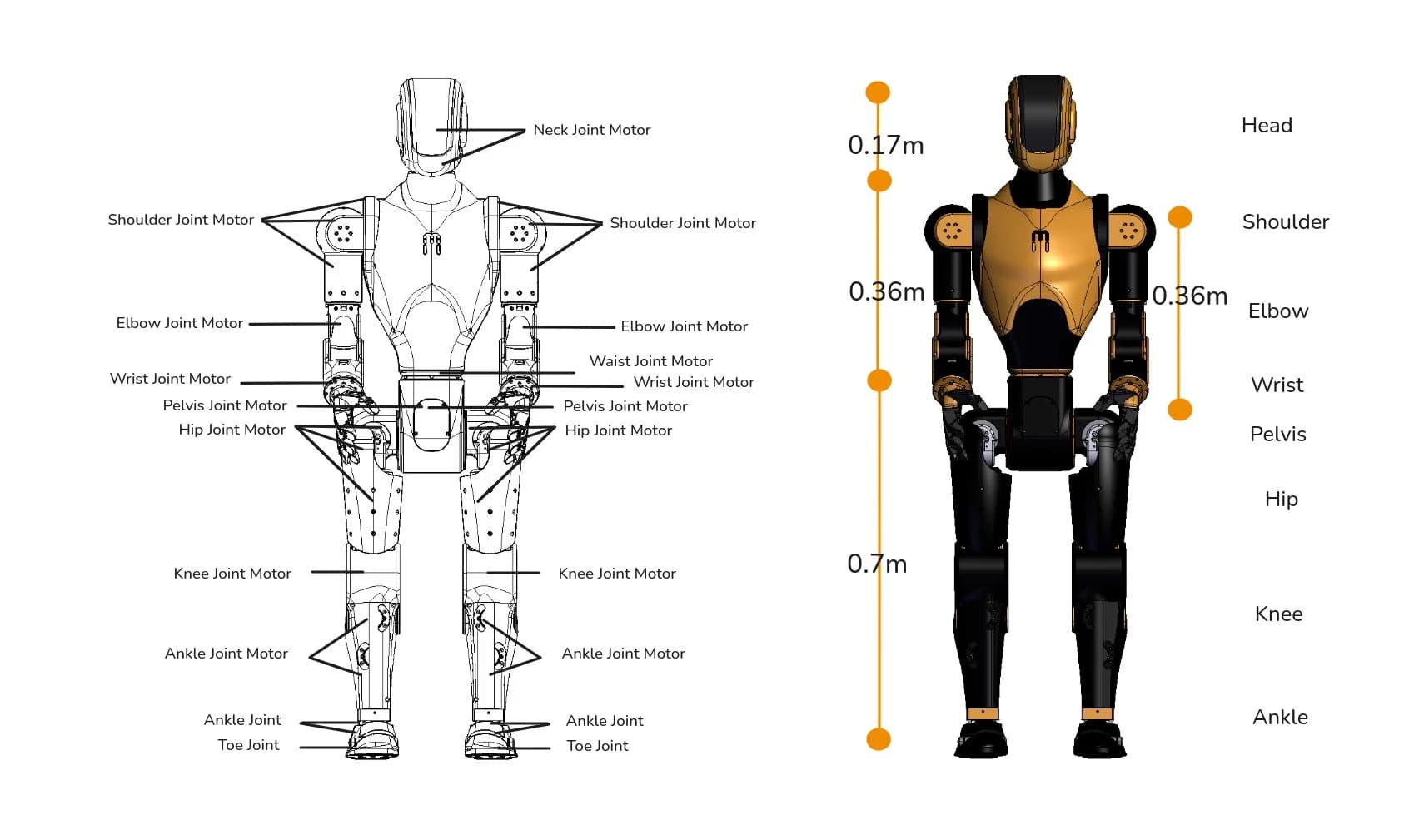 A technical schematic featuring a labeled motor diagram of the Asimov v1 on the left and a height dimension breakdown on the right, indicating a 1.2-meter total height.