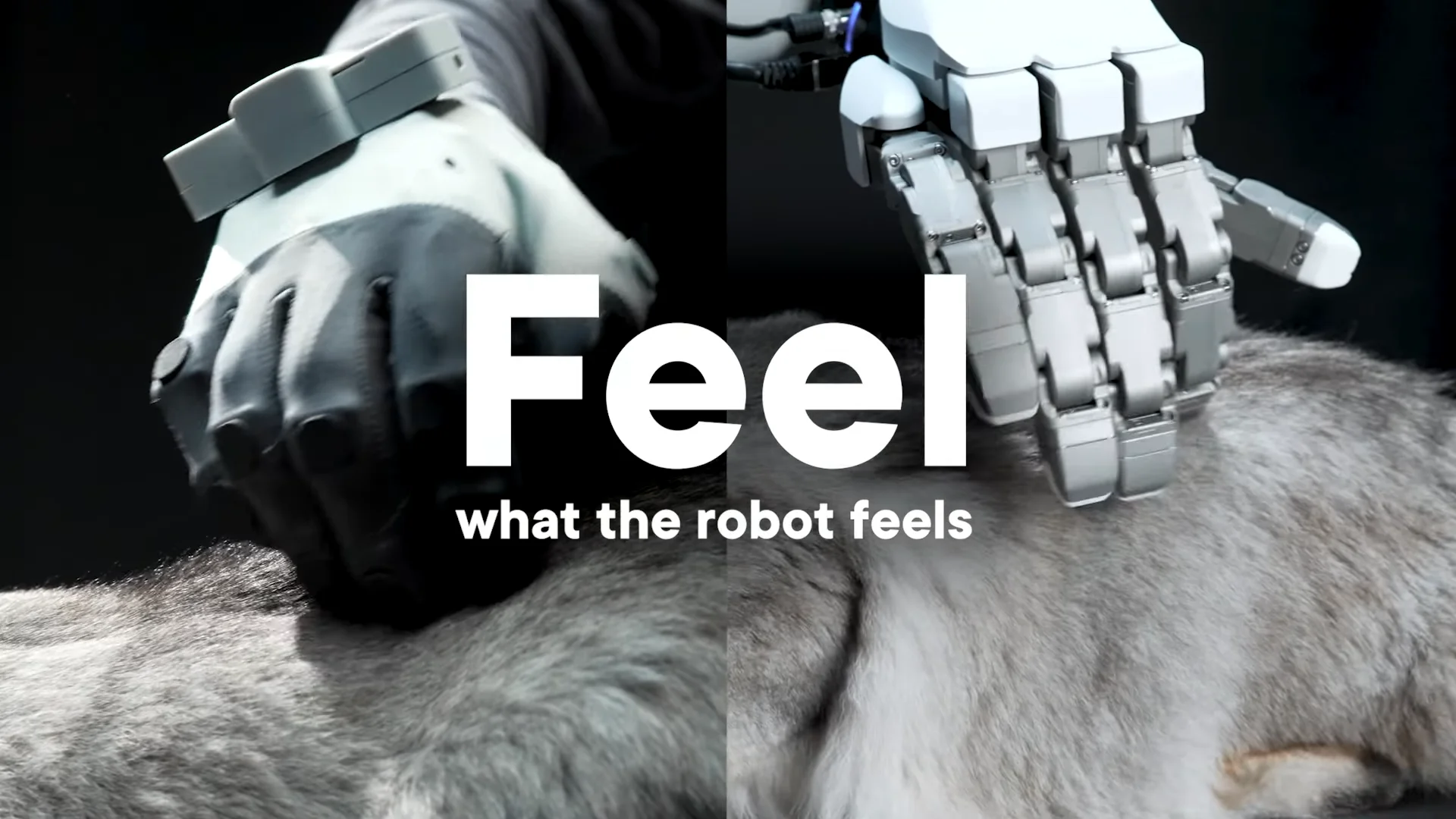 A split-screen image showing a human hand in a Manus glove on the left and a robotic hand on the right, both stroking a cat’s fur, with the text "Feel what the robot feels."